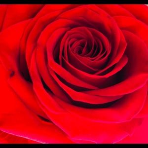 Meet your Posher, Marjorie